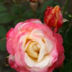 French Perfume (Френч Парфум)